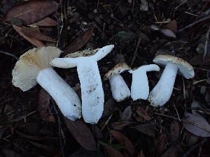  (Russula sp. basifurcata-PNW01 - HAY-F-007979)  @11 [ ] by-nc (2023) Sadie Hickey Fungal Diversity Survey