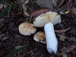  ( - HAY-F-007979)  @11 [ ] by-nc (2023) Sadie Hickey Fungal Diversity Survey