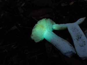  ( - HAY-F-007979)  @11 [ ] by-nc (2023) Sadie Hickey Fungal Diversity Survey
