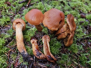  ( - FDS-CA-02101)  @11 [ ] by (2024) Mandy Hackney Fungal Diversity Survey