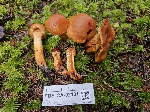  ( - FDS-CA-02101)  @11 [ ] by (2024) Mandy Hackney Fungal Diversity Survey