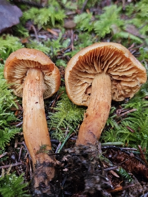  ( - FDS-CA-02101)  @11 [ ] by (2024) Mandy Hackney Fungal Diversity Survey