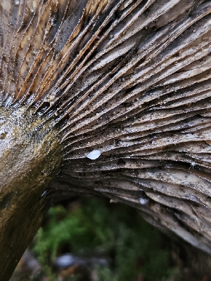  (Lactarius olivaceoumbrinus - FDS-CA-02103)  @11 [ ] by (2024) Mandy Hackney Fungal Diversity Survey