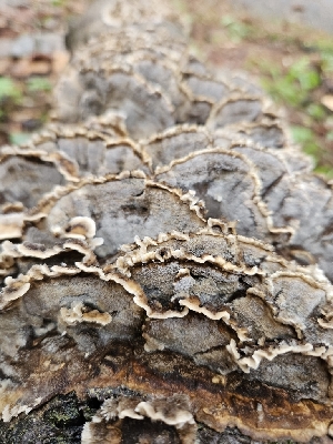  ( - FDS-CA-02105)  @11 [ ] by (2024) Mandy Hackney Fungal Diversity Survey