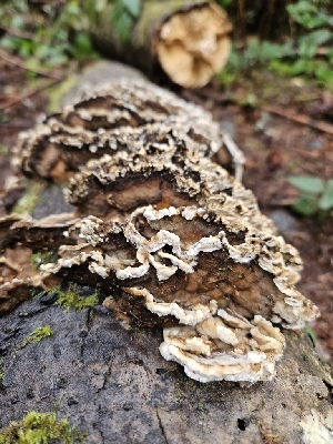  ( - FDS-CA-02105)  @11 [ ] by (2024) Mandy Hackney Fungal Diversity Survey