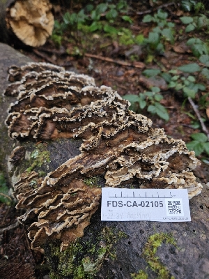  ( - FDS-CA-02105)  @11 [ ] by (2024) Mandy Hackney Fungal Diversity Survey