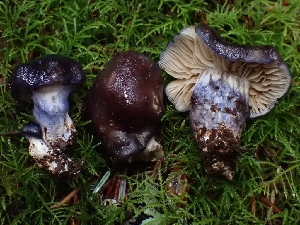  ( - FDS-CA-02199)  @11 [ ] by (2024) Mandy Hackney Fungal Diversity Survey
