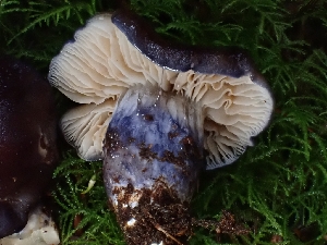  ( - FDS-CA-02199)  @11 [ ] by (2024) Mandy Hackney Fungal Diversity Survey
