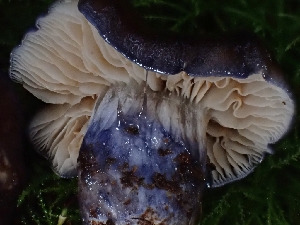  ( - FDS-CA-02199)  @11 [ ] by (2024) Mandy Hackney Fungal Diversity Survey