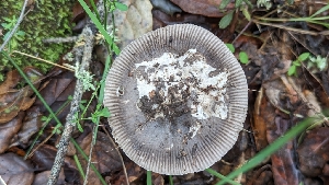  (Amanita sp. calisorora - FDS-CA-01712)  @11 [ ] c (2024) Michelle C. Torres-Grant Fungal Diversity Survey