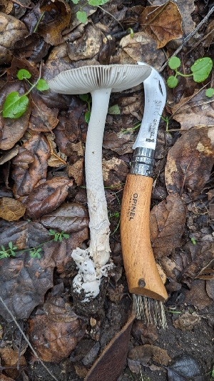  ( - FDS-CA-01712)  @11 [ ] c (2024) Michelle C. Torres-Grant Fungal Diversity Survey