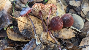  ( - FDS-CA-01718)  @11 [ ] c (2024) Michelle C. Torres-Grant Fungal Diversity Survey