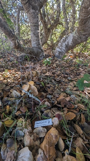 ( - FDS-CA-01718)  @11 [ ] c (2024) Michelle C. Torres-Grant Fungal Diversity Survey