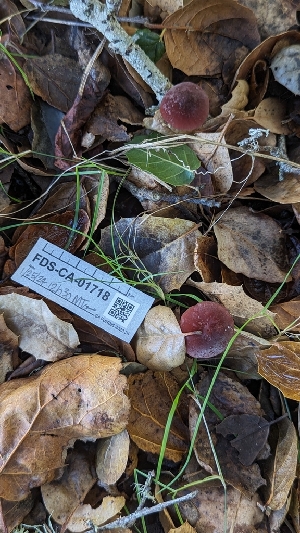  ( - FDS-CA-01718)  @11 [ ] c (2024) Michelle C. Torres-Grant Fungal Diversity Survey