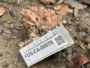  ( - FDS-CA-00578)  @11 [ ] by-nc (2024) Damon Tighe Fungal Diversity Survey