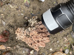  ( - FDS-CA-00578)  @11 [ ] by-nc (2024) Damon Tighe Fungal Diversity Survey