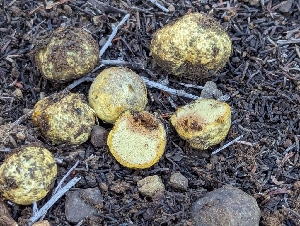  (Rhizopogon mengei - FDS-CA-01344)  @11 [ ] by-nc (2024) Stu Pickell Fungal Diversity Survey