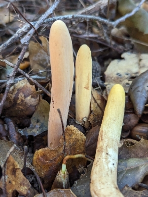  (Clavariadelphus sp. CA02 - FDS-CA-01346)  @11 [ ] by-nc (2024) Stu Pickell Fungal Diversity Survey