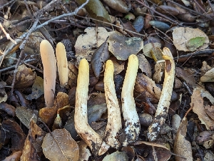  ( - FDS-CA-01346)  @11 [ ] by-nc (2024) Stu Pickell Fungal Diversity Survey
