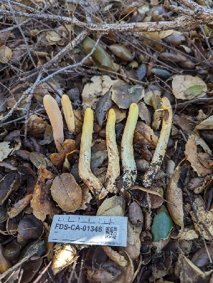  ( - FDS-CA-01346)  @11 [ ] by-nc (2024) Stu Pickell Fungal Diversity Survey