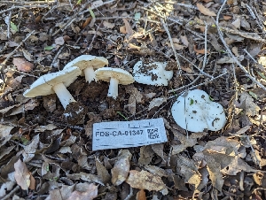  ( - FDS-CA-01347)  @11 [ ] by-nc (2024) Stu Pickell Fungal Diversity Survey
