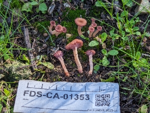  ( - FDS-CA-01353)  @11 [ ] by-nc (2024) Stu Pickell Fungal Diversity Survey