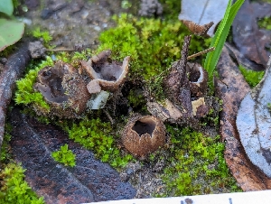  (Geopora sp. sepulta-CA01 - FDS-CA-01355)  @11 [ ] by-nc (2024) Stu Pickell Fungal Diversity Survey