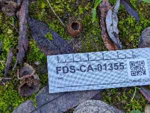  ( - FDS-CA-01355)  @11 [ ] by-nc (2024) Stu Pickell Fungal Diversity Survey