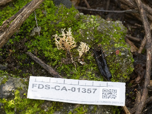  (Phaeoclavulina minutispora - FDS-CA-01357)  @11 [ ] by-nc (2024) Stu Pickell Fungal Diversity Survey