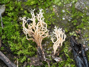  ( - FDS-CA-01357)  @11 [ ] by-nc (2024) Stu Pickell Fungal Diversity Survey