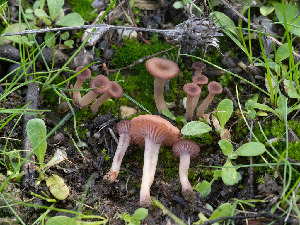  ( - FDS-CA-01353)  @11 [ ] by-nc (2024) Stu Pickell Fungal Diversity Survey