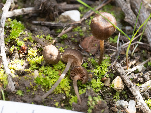  (Entoloma sp. phaeocyathus-CA01 - FDS-CA-01360)  @11 [ ] by-nc (2024) Stu Pickell Fungal Diversity Survey