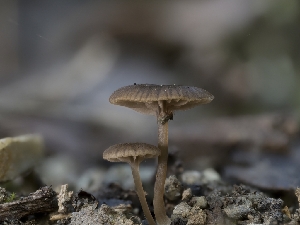  ( - FDS-CA-01352)  @11 [ ] by-nc (2024) Stu Pickell Fungal Diversity Survey