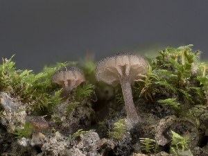  ( - FDS-CA-01352)  @11 [ ] by-nc (2024) Stu Pickell Fungal Diversity Survey