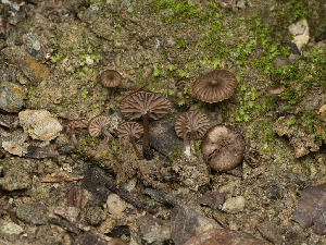  ( - FDS-CA-01352)  @11 [ ] by-nc (2024) Stu Pickell Fungal Diversity Survey