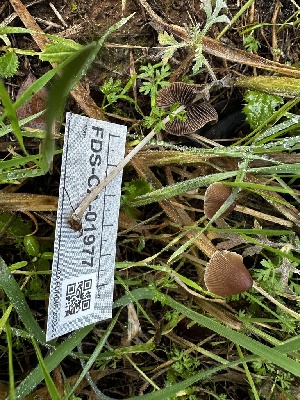  ( - FDS-CA-01977)  @11 [ ] by-nc (2024) Aaron Tupac Fungal Diversity Survey