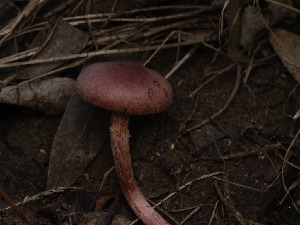  ( - FDS-CA-01305)  @11 [ ] by-nc (2024) Stu Pickell Fungal Diversity Survey
