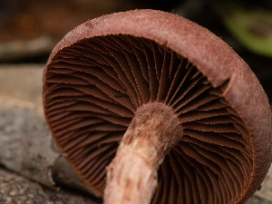  ( - FDS-CA-01305)  @11 [ ] by-nc (2024) Stu Pickell Fungal Diversity Survey