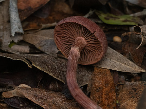  ( - FDS-CA-01305)  @11 [ ] by-nc (2024) Stu Pickell Fungal Diversity Survey
