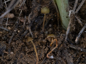  ( - FDS-CA-01315)  @11 [ ] by-nc (2024) Stu Pickell Fungal Diversity Survey