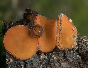  ( - HAY-F-004513)  @11 [ ] by-nc (2023) Stu Pickell Fungal Diversity Survey