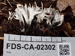  ( - FDS-CA-02302)  @11 [ ] by-nc (2024) Jaren Hockert Fungal Diversity Survey