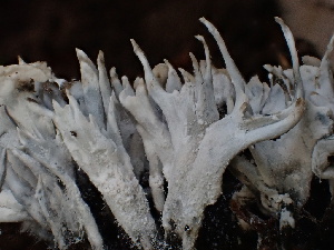  ( - FDS-CA-02302)  @11 [ ] by-nc (2024) Jaren Hockert Fungal Diversity Survey