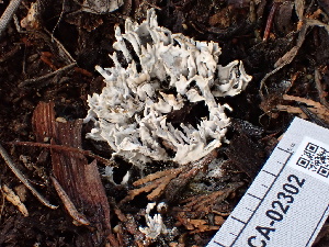  ( - FDS-CA-02302)  @11 [ ] by-nc (2024) Jaren Hockert Fungal Diversity Survey