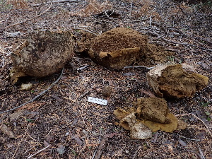  ( - FDS-CA-02301)  @11 [ ] by-nc (2024) Jaren Hockert Fungal Diversity Survey