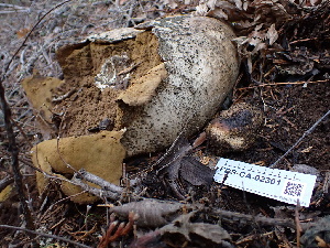  ( - FDS-CA-02301)  @11 [ ] by-nc (2024) Jaren Hockert Fungal Diversity Survey