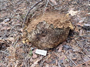  ( - FDS-CA-02301)  @11 [ ] by-nc (2024) Jaren Hockert Fungal Diversity Survey