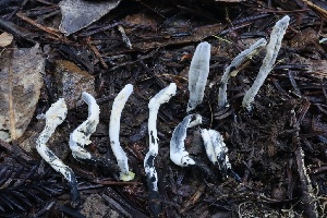  ( - FDS-CA-00746)  @11 [ ] by-nc (2024) Taye Bright Fungal Diversity Survey