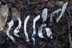  ( - FDS-CA-00746)  @11 [ ] by-nc (2024) Taye Bright Fungal Diversity Survey