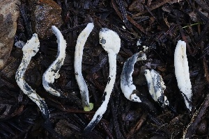  ( - FDS-CA-00746)  @11 [ ] by-nc (2024) Taye Bright Fungal Diversity Survey